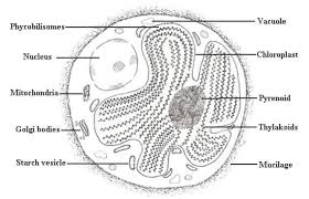 The cell membrane (also known as the plasma membrane (pm) or cytoplasmic membrane, and historically referred to as the plasmalemma) is a biological membrane that separates the interior of all cells from the outside environment (the extracellular space) which protects the cell from its environment. 10 1 Cell Structure Of A Bangiophycidae Red Algae Download Scientific Diagram