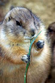 Image result for Cynomys gunnisoni obrázek