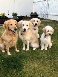 We did not find results for: Golden Acres Miniature Medium Goldendoodle Puppies Spokane Washington