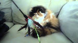 Long hair cat breeds small cat breeds exotic cat breeds exotic cats beautiful cat breeds beautiful cats animals beautiful i love cats crazy cats. Calico Female Persian Long Hair Exotic 5 Months Old Youtube