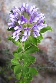 Image result for Otholobium foliosum