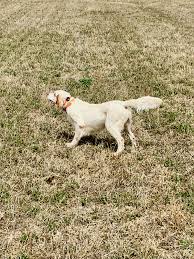 اللون شبكة الطباعة والنسخ والمسح الضوئي. Rubber Kent Adopt Explain Different Types Of Hunting Dog Collars Newsaucerian Com