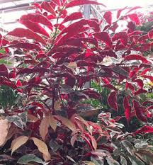 Image result for Excoecaria