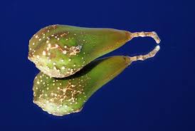 Image result for Schrebera trichoclada