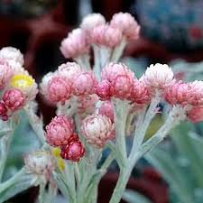 Image result for Helichrysum graniticola