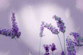 It applies particularly to the color of the flower of the same name. Background Of A Purple Color With Lavender Flowers Stock Photo Picture And Royalty Free Image Image 75089755