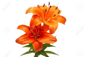 Run a bead of glue along the top edge of your bouquet holder and secure it to the bottom center. Bouquet Of Beautiful Delicate Orange Lilies Lilium Asiatic Hybrid Stock Photo Picture And Royalty Free Image Image 95200989