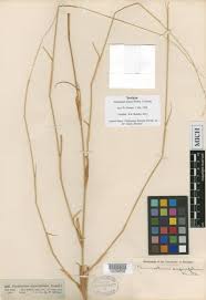 Image result for Cenchrus geniculatus