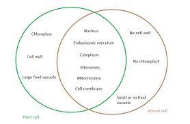 Maybe you would like to learn more about one of these? Draw A Venn Diagram That Illustrates The Similarities And Di Quizlet