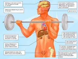 The Negative Effects Of Steroids On The Human Body Hv