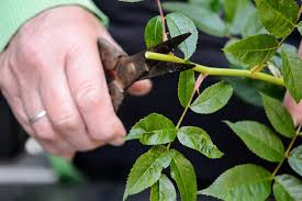 Image result for cuttings of roses