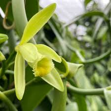 Image result for Vanilla polylepis