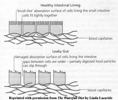 all about lectins heres what you need to know precision