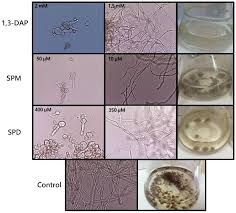 Image result for Botrytis cinerea