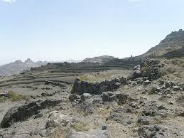 Image result for Trifolium semipilosum