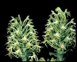 Image result for Bonatea antennifera