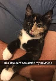 Funny Pics Cat Snapchat Cats Crazy Cats Funny Cats