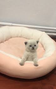 Poncik Kedi Satis