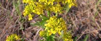 Wholesale anemones, wholesale tropicals, wholesale succulents Yellow Rocket Missouri Department Of Conservation