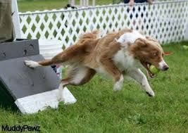 Another Border Collie With A Great Turn Off The Flyball Box Dog Activities Sporting Dogs Dogs And Puppies