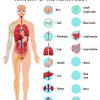 Anatomy charts and posters to help you with your anaotomy studies. Https Encrypted Tbn0 Gstatic Com Images Q Tbn And9gcrpilaefyzhipoocadryyadobnmn23co3mtafwbnjxmqsgn Wv9 Usqp Cau