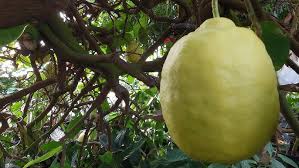 Image result for Citrus × limon