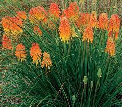 Great Design Plant Red Hot Poker Fall Perennials Plants Red Hot Poker Plant