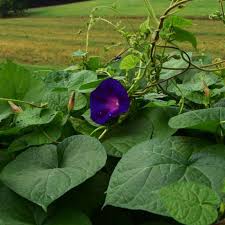 Image result for Ipomoea barteri