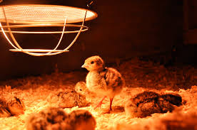 Amazon.Com : Good Mother Chick Heat Lamp Chick Brooder Duckling Brooder Heat  Lamp Brooder Quail Bird Heater Brooder For 30-40 Chicks Upgrade Viewing  Window Large White : Patio, Lawn & Garden