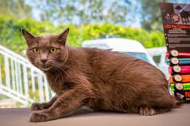 Mobile pet grooming offers the utmost in comfort for your pet and convenience for you. Mobile Pet Grooming Services In Los Angeles
