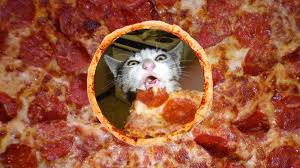 While pizza might be okay in some cases for your cat to snack on, it's not. Is Pizza Safe For Cats Purrfect Love