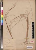 Image result for Rhytachne