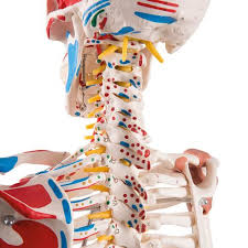 Posted in diagrams labeled human skeleton diagram. 33 5 Inches Human Skeleton Model With Movable Arms And Legs Colorful Chart Including Anatomical Skeleton Model Human Skeleton Anatomy Model With Metal Stand Industrial Scientific Science Education Fcteutonia05 De