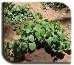 Swirl the water once in a while for aeration. Horticulture Spice Crops Pepper