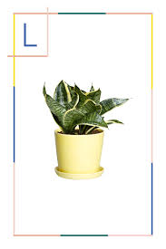 Cool Holiday Gift Ideas Refinery29 Bathroom Plants Plants Office Plants