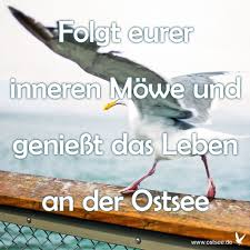 Innere Mowe Ostsee Urlaub Urlaub Lustig Gute Heimreise