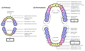 child and adult dentition teeth structure primary