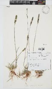 Image result for Tragus koelerioides