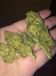You will only find them at telesur. Colombian Gold Aka Santa Marta Colombian Gold Santa Marta Marijuana Strain Information Leafly