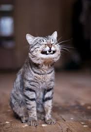 How I Feel When I Think About My Upcoming 4 Day Weekend Smiling Animals Cats Funny Animal Pictures