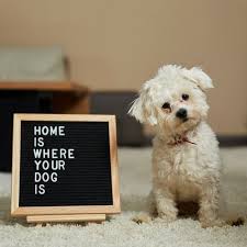 Felt Letter Board With Free Easel 635 Letters Decor Wooden Message Display 10x10 Letterboard With Cute Funny Animals Cute Animal Pictures Funny Animals