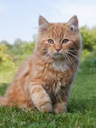 Our Sweet Baby Sunny 4 Months Old He S A German Longhair Cat Katzen Flauschige Katze Deutsch Langhaar Katze
