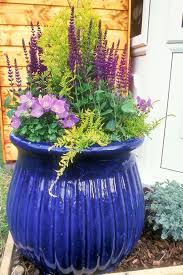 Big Shiny Blue Pot Container Garden With Perennial Plants Salvia Campanula On Wood Mulch Container Fall Container Gardens Container Plants Evergreen Garden