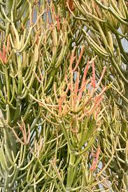 Image result for Euphorbia tholicola