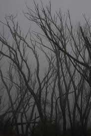 Pin By Ethan Hunt On Southern Gothic Haunted Forest Scary Woods Haunted Tree