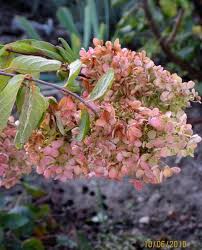 Hoping it keeps growing and filling out. How To Grow Vanilla Strawberry Hydrangea Dengarden