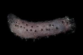 Image result for Afrocanthium pseudorandii