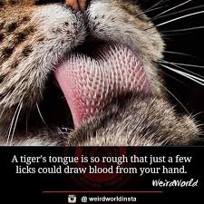 Pin By Itzy Rose On Interesting Tiger Tongue Movie Posters Animals