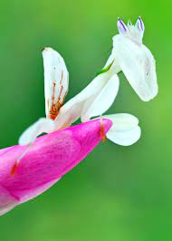 35 Orchid Mantis Facts Bloodthirsty Living Flowers Hymenopus Coronatus Orchid Mantis Orchids Macro Photography Insects