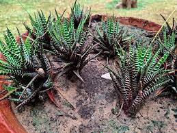 Image result for Hypertelis bowkeriana